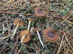 Cortinarius laetus