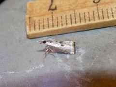 Microcrambus croesus