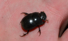 Metacatharsius marani