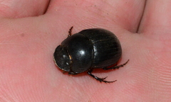 Metacatharsius marani
