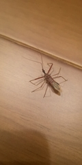 Epidaus famulus