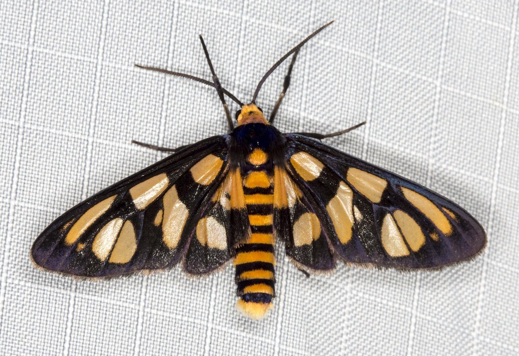 Amata aperta