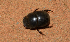 Metacatharsius marani