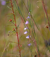 Lobelia canbyi
