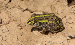 African Bullfrog photo 4