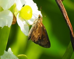 Poanes viator