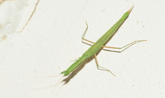 Episcopomantis chalybea