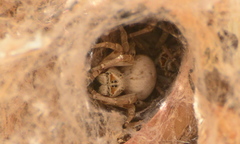 Stegodyphus tentoriicola