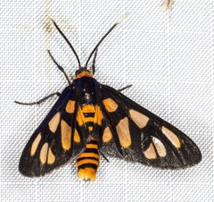 Amata humeralis