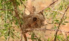Stegodyphus tentoriicola