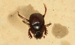 Escarabaeus satyrus