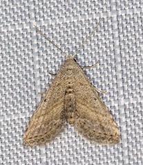 Araeopteron canescens