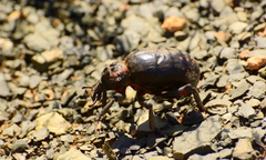 Brachycerus ornatus