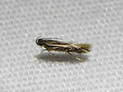 Eralea albalineella