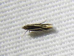 Eralea albalineella