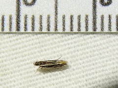 Eralea albalineella