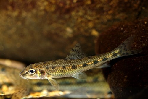 Common Gudgeon