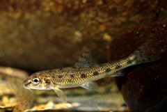 Gudgeon photo 4