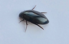 Hydrophilidae