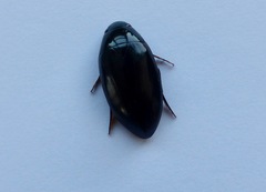 Hydrophilidae