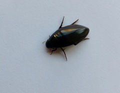 Hydrophilidae