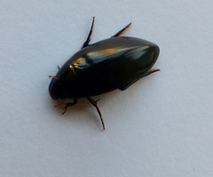 Hydrophilidae