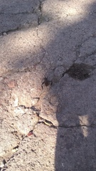 Acanthocephala thomasi