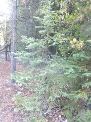 Pseudotsuga menziesii glauca