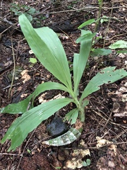 Catasetum integerrimum