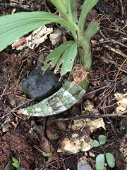 Catasetum integerrimum