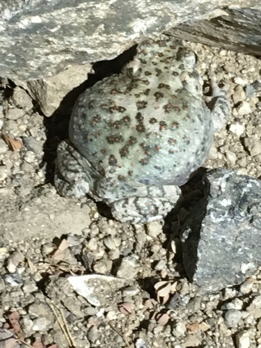 iNaturalist observation photo of Red-spotted Toad