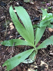 Catasetum integerrimum