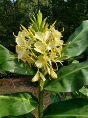 Hedychium flavescens