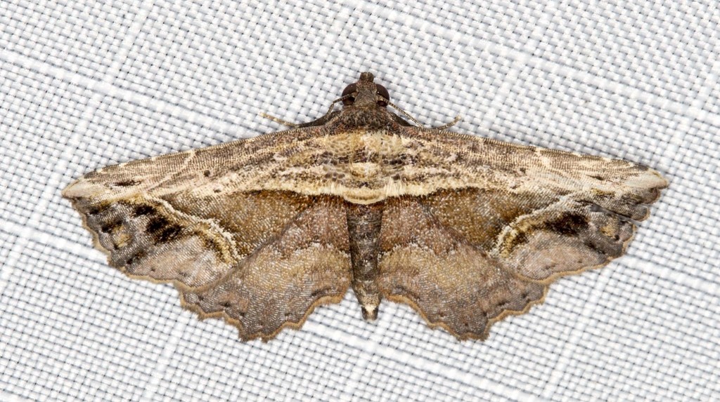 Ataboruza stragulata