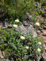 Eriogonum compositum