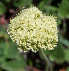 Eriogonum compositum
