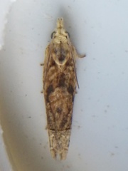 Eucosma ochrocephala