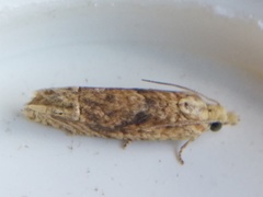 Eucosma ochrocephala