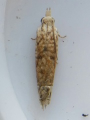Eucosma ochrocephala
