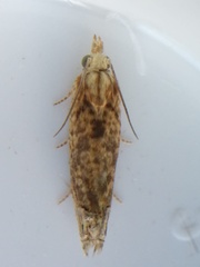 Eucosma ochrocephala