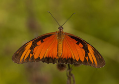 Dione vanillae lucina