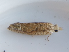 Eucosma ochrocephala