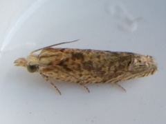 Eucosma ochrocephala