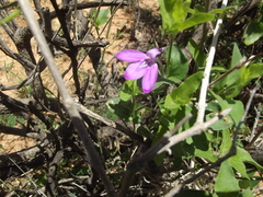 Justicia austrocapensis