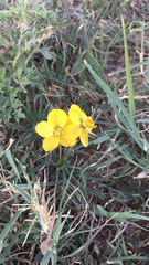 Senna pumilio