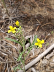Physaria rectipes