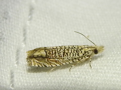 Eucosma argutipunctana