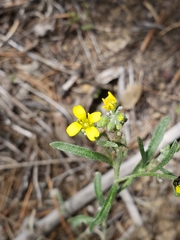 Physaria rectipes