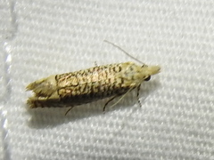 Eucosma argutipunctana