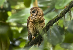 Strix fulvescens